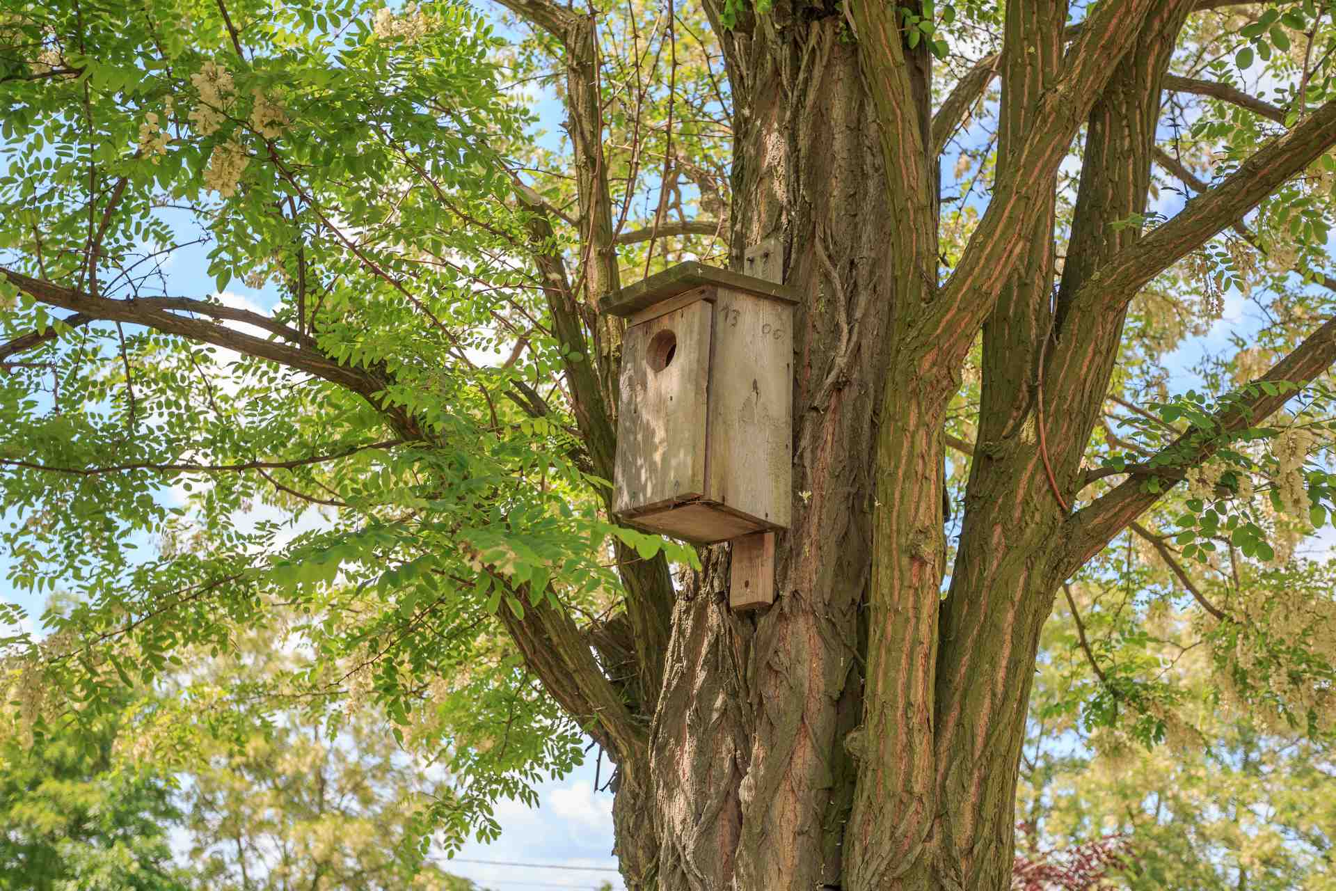 Budka lęgowa na akacji