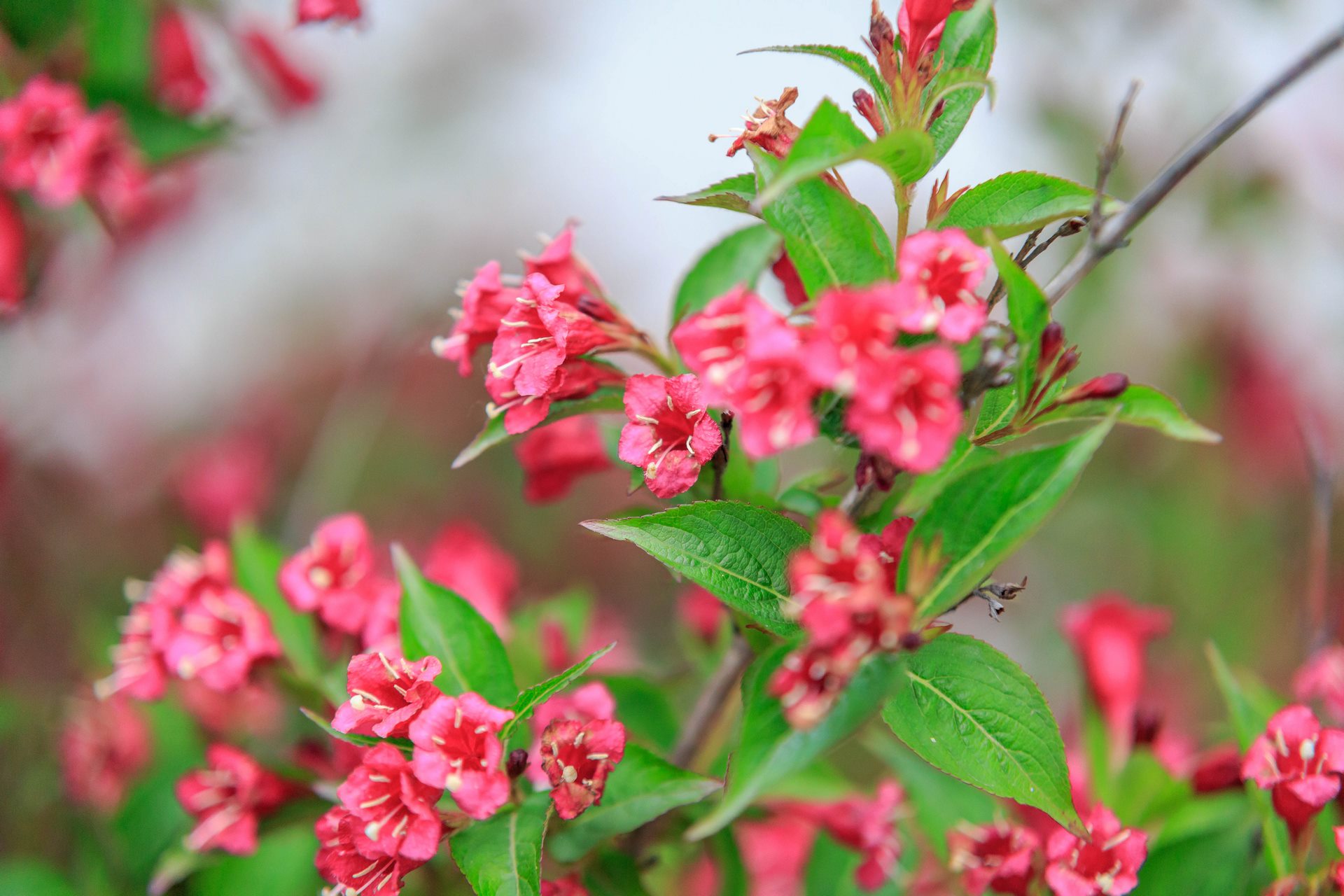 Kwiaty przy wejściu